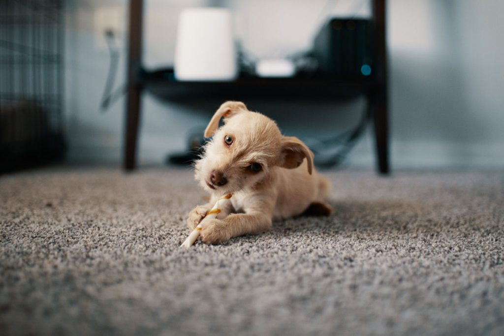 remove pet odors from carpet